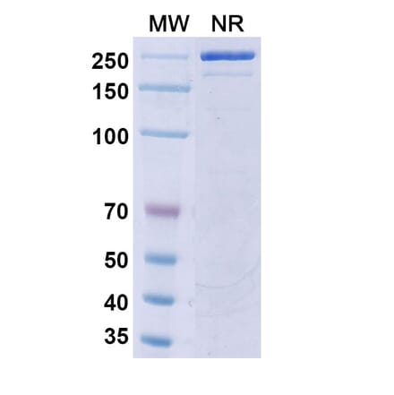SDS-PAGE - Riltovetbart Biosimilar - Anti-IL31 Antibody - BSA and Azide free (A339804) - Antibodies.com