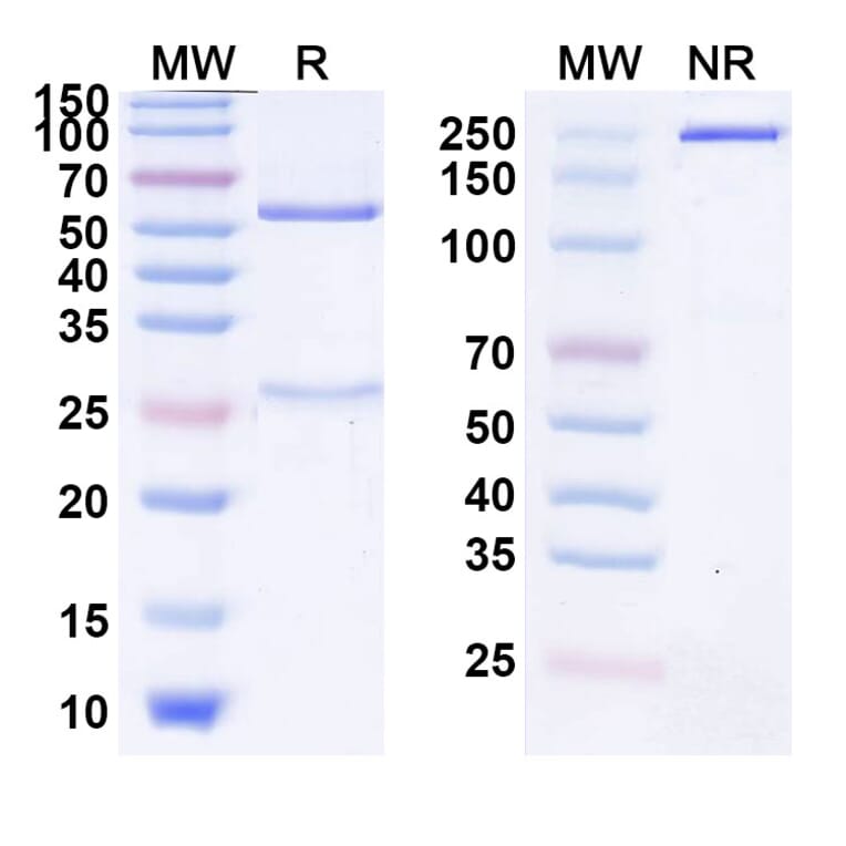SDS-PAGE - Riltovetbart Biosimilar - Anti-IL31 Antibody - BSA and Azide free (A339804) - Antibodies.com