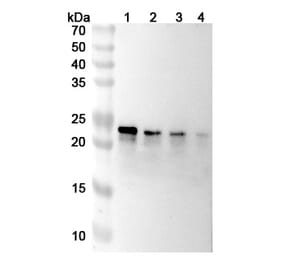 SDS-PAGE - Tulisokibart Biosimilar - Anti-TL1A Antibody - BSA and Azide free (A339807) - Antibodies.com