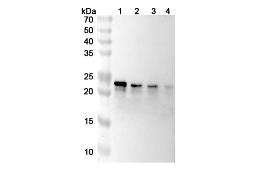 SDS-PAGE - Tulisokibart Biosimilar - Anti-TL1A Antibody - BSA and Azide free (A339807) - Antibodies.com