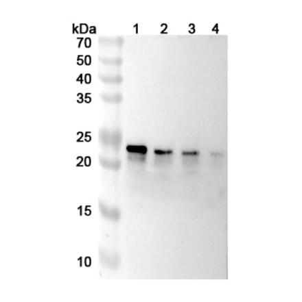 SDS-PAGE - Tulisokibart Biosimilar - Anti-TL1A Antibody - BSA and Azide free (A339807) - Antibodies.com