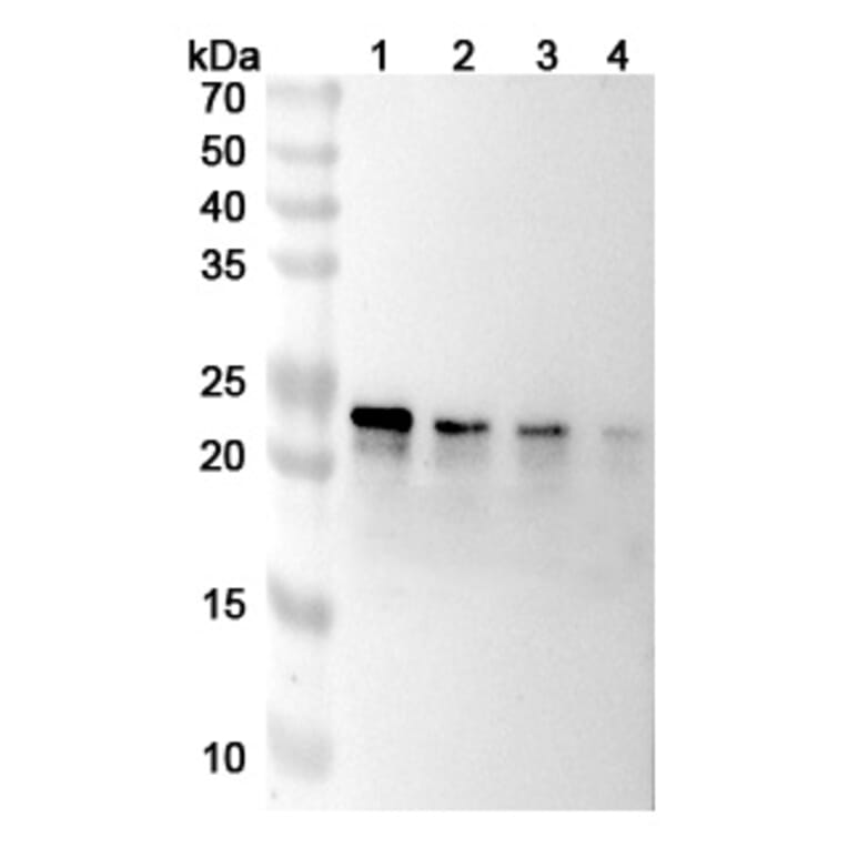 SDS-PAGE - Tulisokibart Biosimilar - Anti-TL1A Antibody - BSA and Azide free (A339807) - Antibodies.com