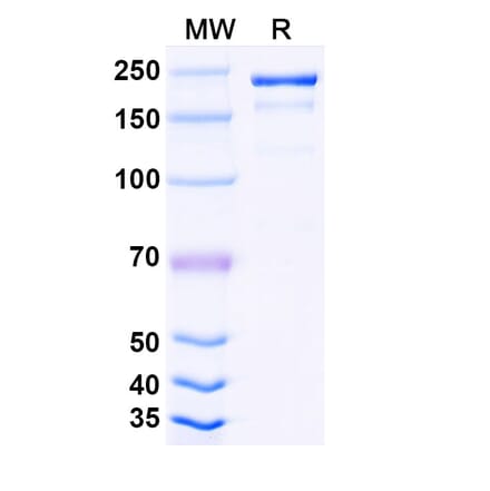 SDS-PAGE - Tuparstobart Biosimilar - Anti-LAG 3 Antibody - BSA and Azide free (A339808) - Antibodies.com