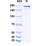 SDS-PAGE - Tuparstobart Biosimilar - Anti-LAG 3 Antibody - BSA and Azide free (A339808) - Antibodies.com