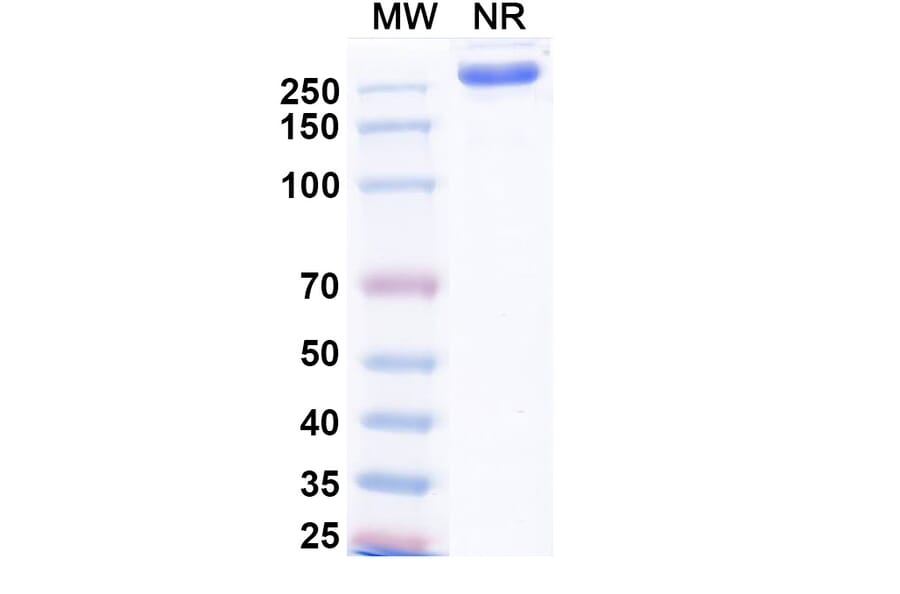 SDS-PAGE - Tuparstobart Biosimilar - Anti-LAG 3 Antibody - BSA and Azide free (A339808) - Antibodies.com