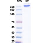SDS-PAGE - Tuparstobart Biosimilar - Anti-LAG 3 Antibody - BSA and Azide free (A339808) - Antibodies.com