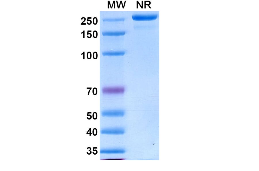 SDS-PAGE - Varokibart Biosimilar - Anti-IL-5 Antibody - BSA and Azide free (A339811) - Antibodies.com