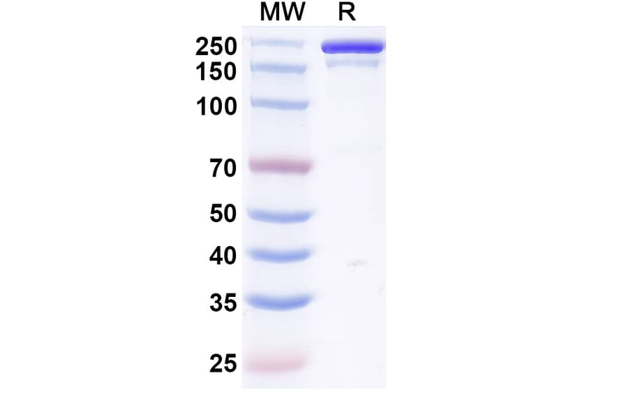 SDS-PAGE - Vilamakitug Biosimilar - Anti-IL-1 alpha Antibody - BSA and Azide free (A339812) - Antibodies.com