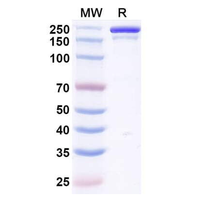 SDS-PAGE - Vilamakitug Biosimilar - Anti-IL-1 alpha Antibody - BSA and Azide free (A339812) - Antibodies.com