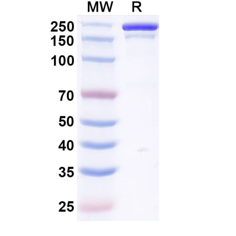 SDS-PAGE - Vilamakitug Biosimilar - Anti-IL-1 alpha Antibody - BSA and Azide free (A339812) - Antibodies.com