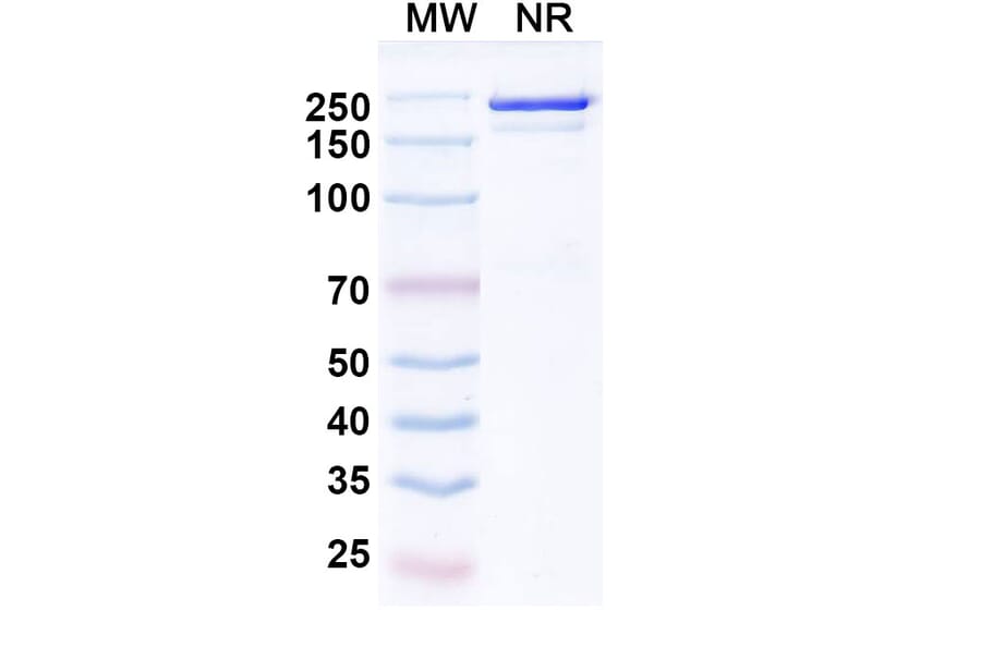 SDS-PAGE - Vilamakitug Biosimilar - Anti-IL-1 alpha Antibody - BSA and Azide free (A339812) - Antibodies.com