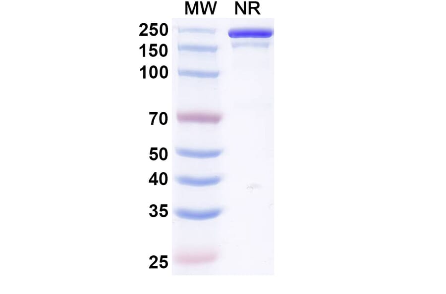 SDS-PAGE - Vilamakitug Biosimilar - Anti-IL-1 alpha Antibody - BSA and Azide free (A339812) - Antibodies.com