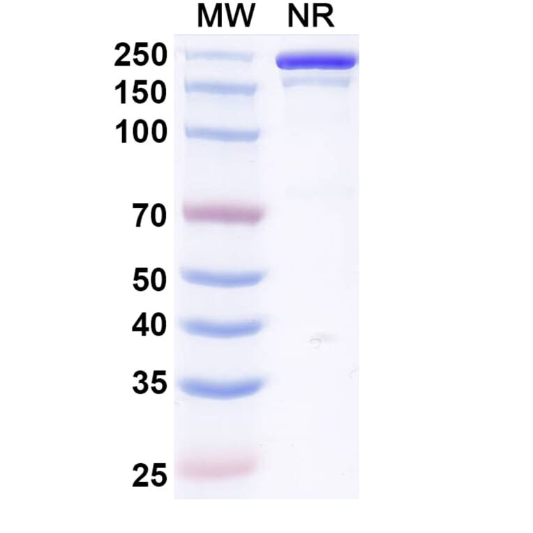 SDS-PAGE - Vilamakitug Biosimilar - Anti-IL-1 alpha Antibody - BSA and Azide free (A339812) - Antibodies.com