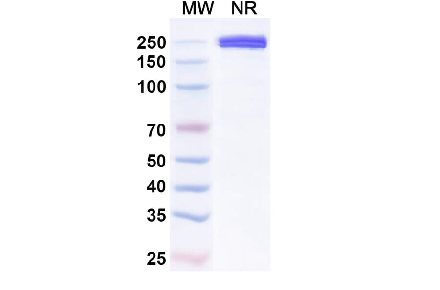 SDS-PAGE - Xaluritamig Biosimilar - Anti-STEAP1 + CD3 epsilon Antibody - BSA and Azide free (A339813) - Antibodies.com