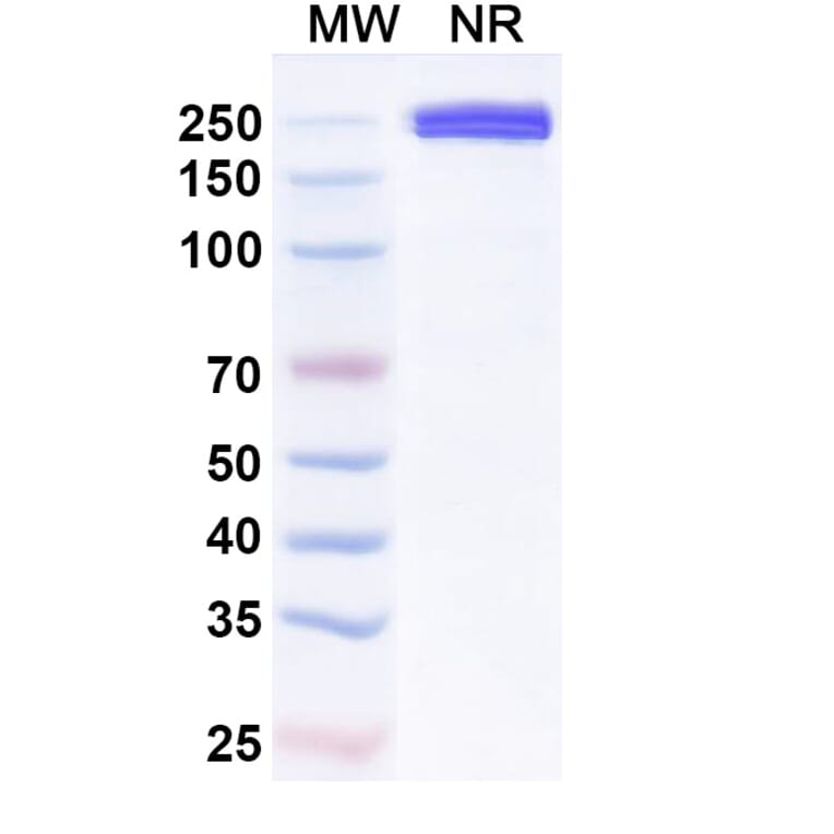 SDS-PAGE - Xaluritamig Biosimilar - Anti-STEAP1 + CD3 epsilon Antibody - BSA and Azide free (A339813) - Antibodies.com