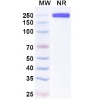 SDS-PAGE - Xaluritamig Biosimilar - Anti-STEAP1 + CD3 epsilon Antibody - BSA and Azide free (A339813) - Antibodies.com