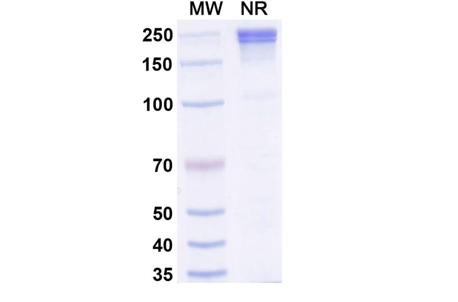 SDS-PAGE - Xaluritamig Biosimilar - Anti-STEAP1 + CD3 epsilon Antibody - BSA and Azide free (A339813) - Antibodies.com
