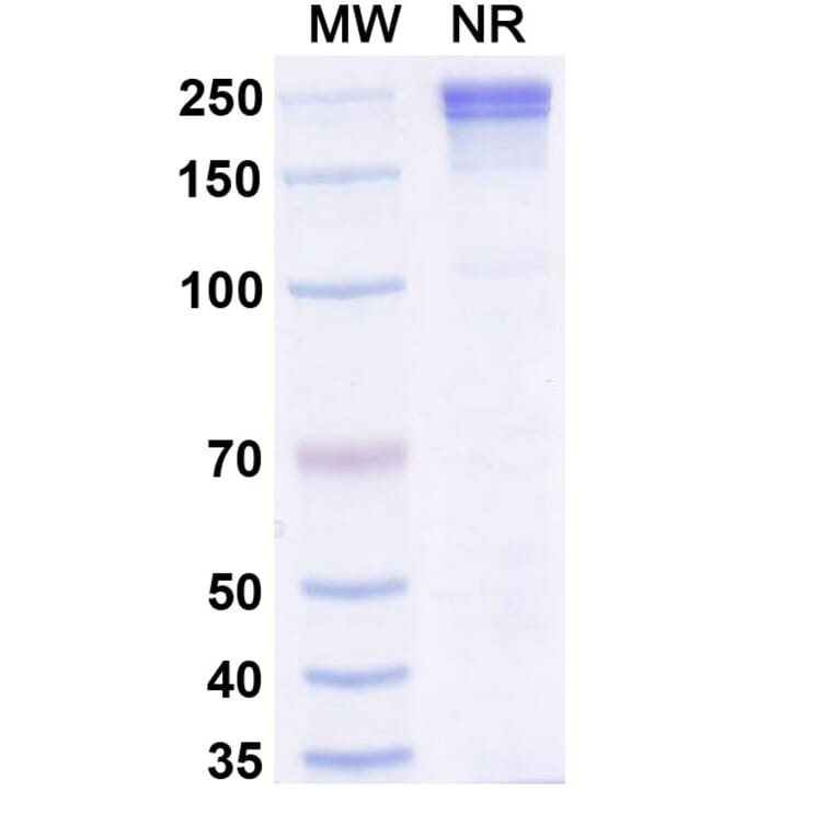 SDS-PAGE - Xaluritamig Biosimilar - Anti-STEAP1 + CD3 epsilon Antibody - BSA and Azide free (A339813) - Antibodies.com