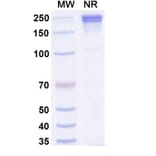 SDS-PAGE - Xaluritamig Biosimilar - Anti-STEAP1 + CD3 epsilon Antibody - BSA and Azide free (A339813) - Antibodies.com