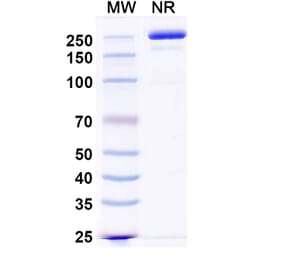 SDS-PAGE - Zigakibart Biosimilar - Anti-TNFSF13 Antibody - BSA and Azide free (A339816) - Antibodies.com