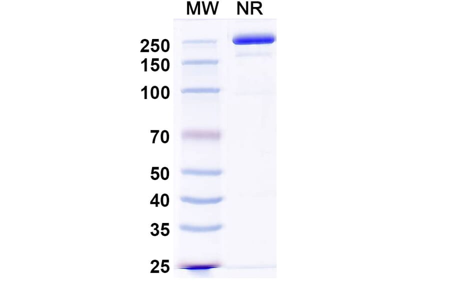SDS-PAGE - Zigakibart Biosimilar - Anti-TNFSF13 Antibody - BSA and Azide free (A339816) - Antibodies.com
