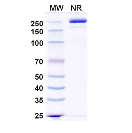 SDS-PAGE - Zigakibart Biosimilar - Anti-TNFSF13 Antibody - BSA and Azide free (A339816) - Antibodies.com