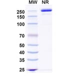 SDS-PAGE - Zigakibart Biosimilar - Anti-TNFSF13 Antibody - BSA and Azide free (A339816) - Antibodies.com