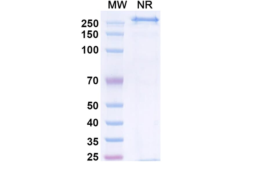 SDS-PAGE - Zigakibart Biosimilar - Anti-TNFSF13 Antibody - BSA and Azide free (A339816) - Antibodies.com