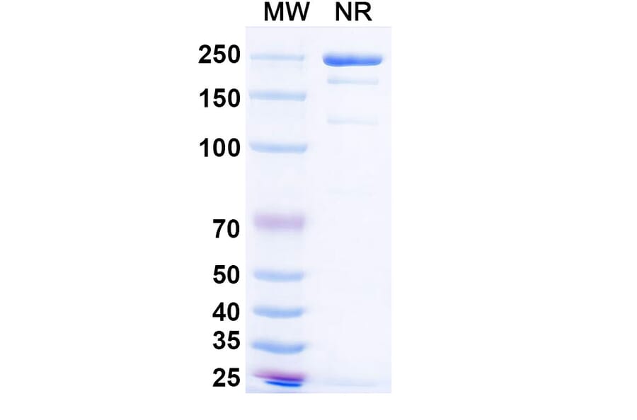 SDS-PAGE - Simaravibart Biosimilar - Anti-SARS-CoV-2 Spike Protein RBD Antibody - BSA and Azide free (A339817) - Antibodies.com