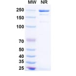 SDS-PAGE - Simaravibart Biosimilar - Anti-SARS-CoV-2 Spike Protein RBD Antibody - BSA and Azide free (A339817) - Antibodies.com