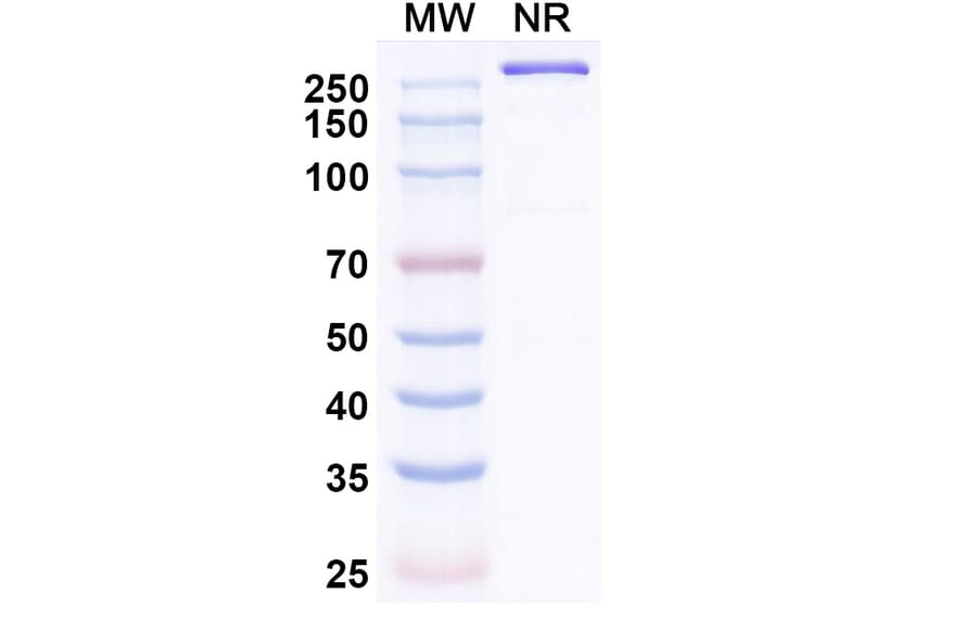 SDS-PAGE - Simaravibart Biosimilar - Anti-SARS-CoV-2 Spike Protein RBD Antibody - BSA and Azide free (A339817) - Antibodies.com