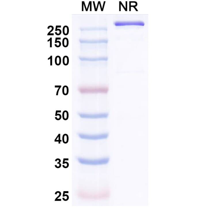 SDS-PAGE - Simaravibart Biosimilar - Anti-SARS-CoV-2 Spike Protein RBD Antibody - BSA and Azide free (A339817) - Antibodies.com
