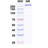 SDS-PAGE - Simaravibart Biosimilar - Anti-SARS-CoV-2 Spike Protein RBD Antibody - BSA and Azide free (A339817) - Antibodies.com