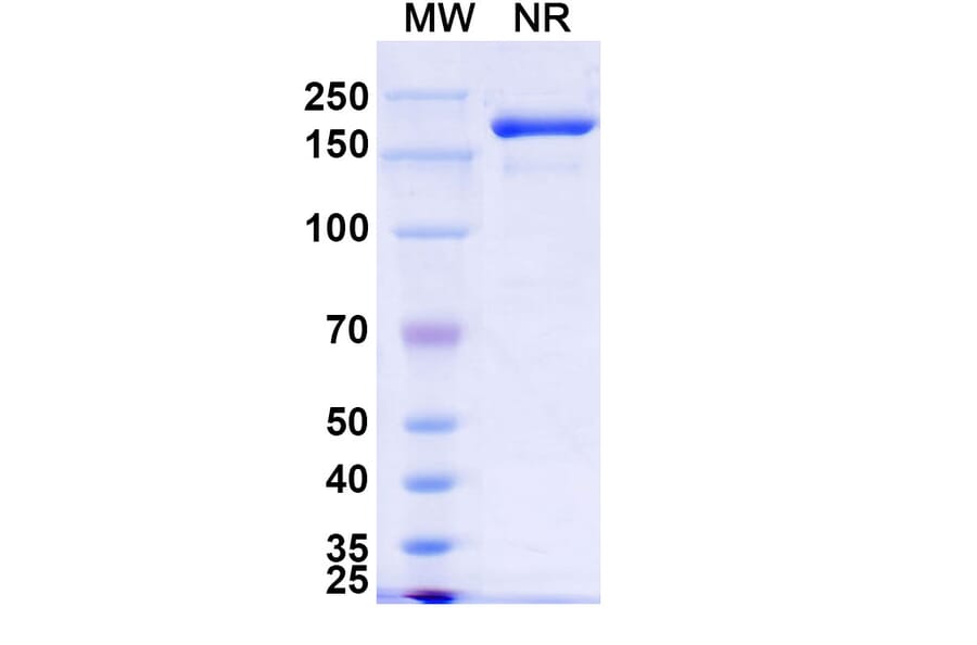 SDS-PAGE - Gorivitug Biosimilar - Anti-SARS-CoV-2 Spike Protein RBD Antibody - BSA and Azide free (A339818) - Antibodies.com