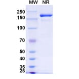 SDS-PAGE - Gorivitug Biosimilar - Anti-SARS-CoV-2 Spike Protein RBD Antibody - BSA and Azide free (A339818) - Antibodies.com