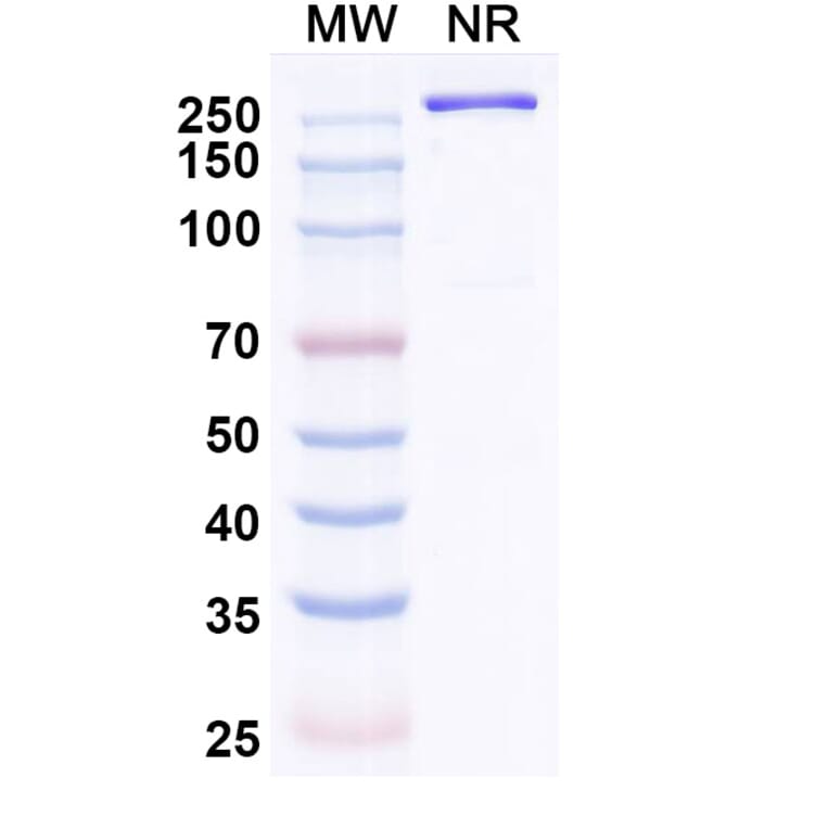 SDS-PAGE - Gorivitug Biosimilar - Anti-SARS-CoV-2 Spike Protein RBD Antibody - BSA and Azide free (A339818) - Antibodies.com