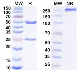 SDS-PAGE - Anti-IL-27A Antibody [SRF388] Biosimilar - BSA and Azide free (A339820) - Antibodies.com