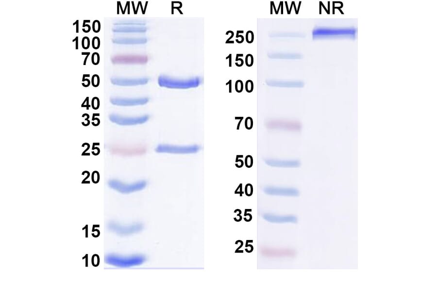 SDS-PAGE - Anti-IL-27A Antibody [SRF388] Biosimilar - BSA and Azide free (A339820) - Antibodies.com