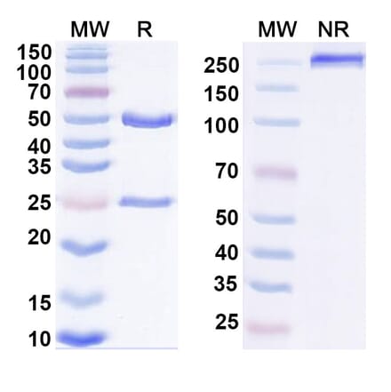 SDS-PAGE - Anti-IL-27A Antibody [SRF388] Biosimilar - BSA and Azide free (A339820) - Antibodies.com