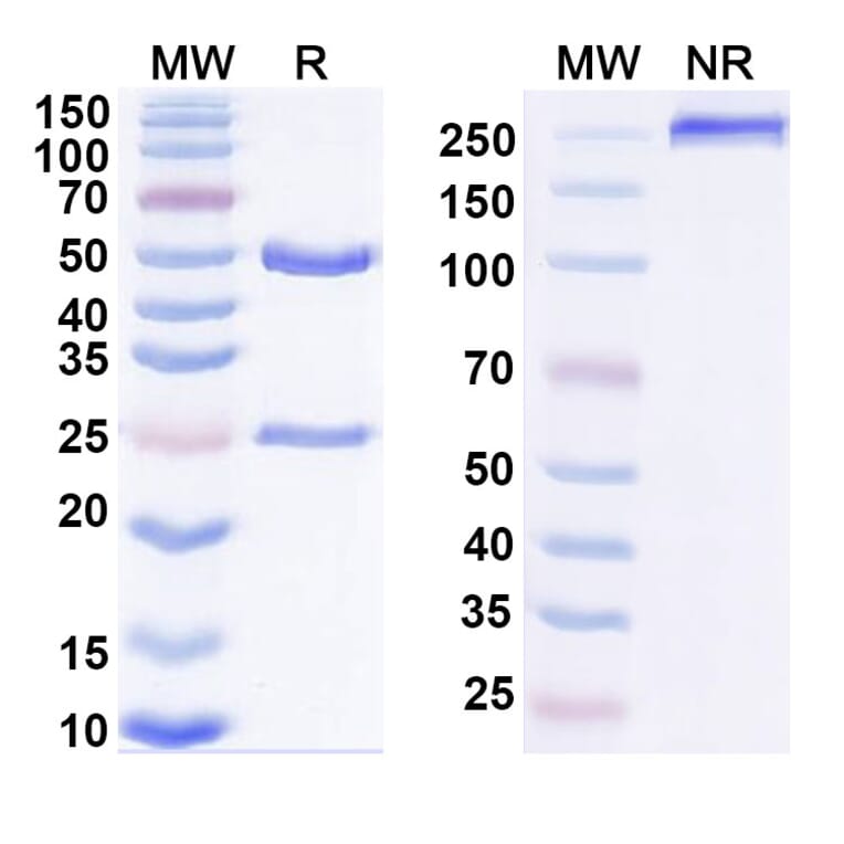 SDS-PAGE - Anti-IL-27A Antibody [SRF388] Biosimilar - BSA and Azide free (A339820) - Antibodies.com