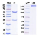 SDS-PAGE - Anti-IL-27A Antibody [SRF388] Biosimilar - BSA and Azide free (A339820) - Antibodies.com