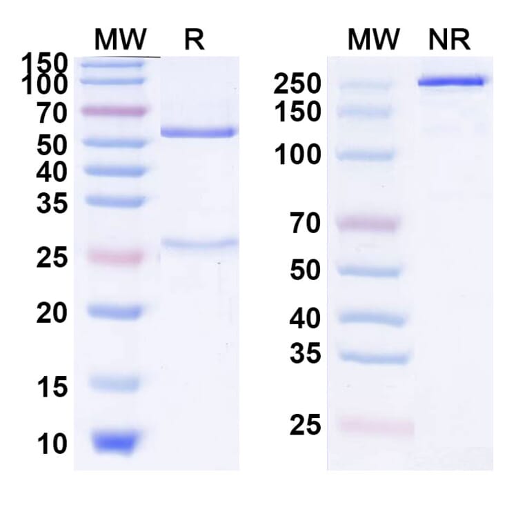 SDS-PAGE - Anti-PVRIG Antibody [SRF813] Biosimilar - BSA and Azide free (A339821) - Antibodies.com