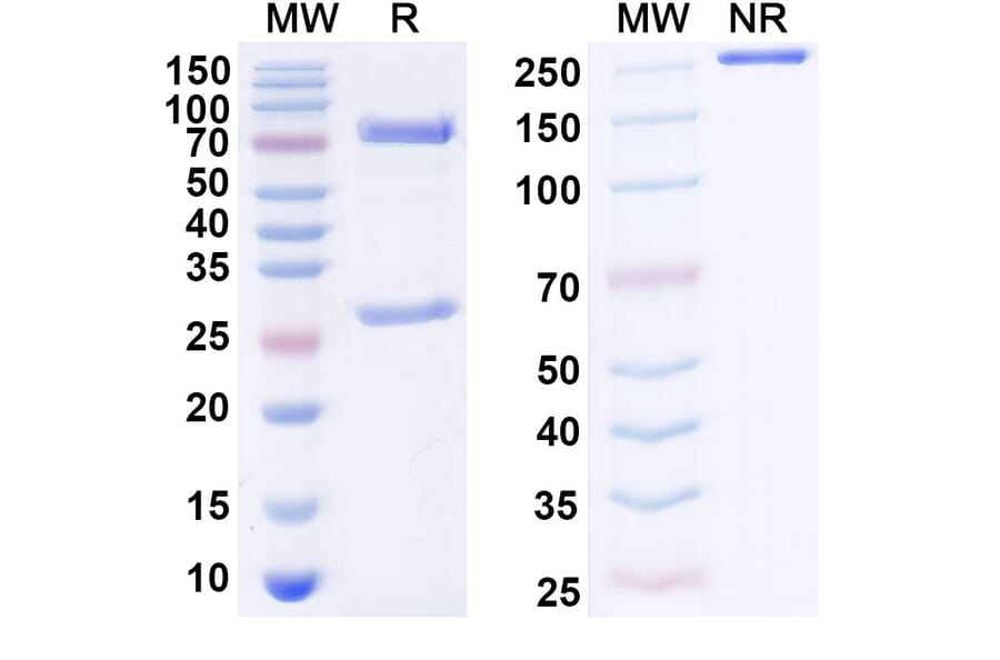 SDS-PAGE - Anti-MICA + MICB Antibody [7C6] Biosimilar - BSA and Azide free (A339822) - Antibodies.com