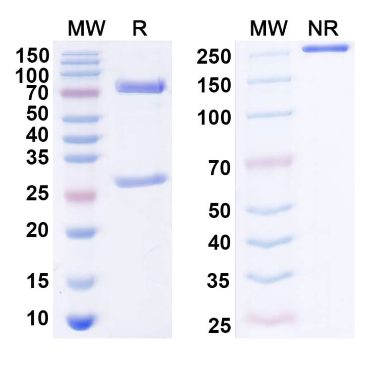 SDS-PAGE - Anti-MICA + MICB Antibody [7C6] Biosimilar - BSA and Azide free (A339822) - Antibodies.com
