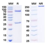SDS-PAGE - Anti-MICA + MICB Antibody [7C6] Biosimilar - BSA and Azide free (A339822) - Antibodies.com