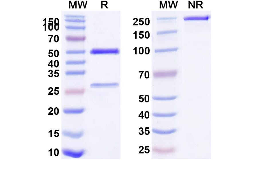 SDS-PAGE - Trastuzumab Biosimilar - Anti-ErbB2 Antibody - BSA and Azide free (A339823) - Antibodies.com