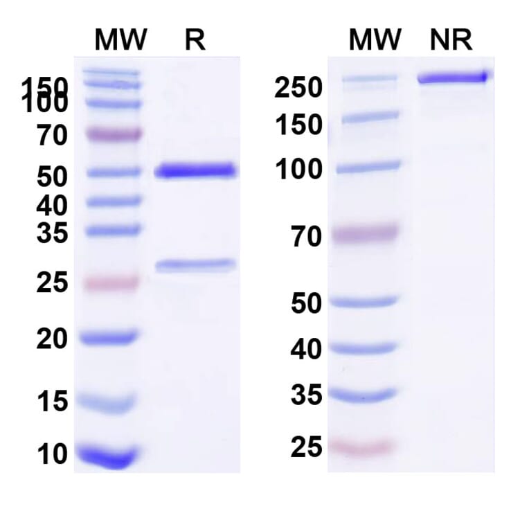 SDS-PAGE - Trastuzumab Biosimilar - Anti-ErbB2 Antibody - BSA and Azide free (A339823) - Antibodies.com