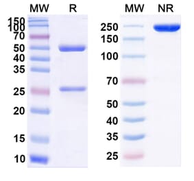 SDS-PAGE - Efalizumab Biosimilar - Anti-CD11a Antibody - BSA and Azide free (A339825) - Antibodies.com