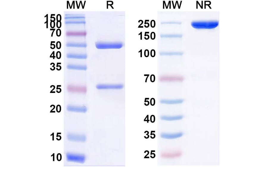 SDS-PAGE - Efalizumab Biosimilar - Anti-CD11a Antibody - BSA and Azide free (A339825) - Antibodies.com