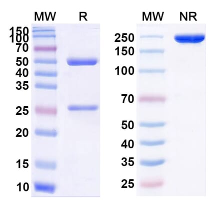 SDS-PAGE - Efalizumab Biosimilar - Anti-CD11a Antibody - BSA and Azide free (A339825) - Antibodies.com